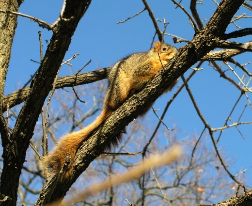 A squirrel on a tree. Not too much else to describe.