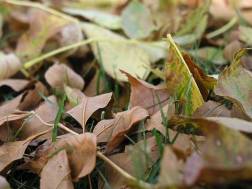 Fall, a bug's eye view