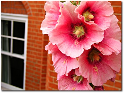 Flowers and a window