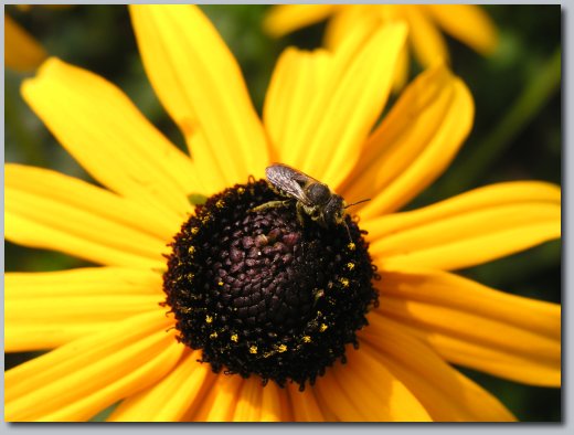 Flower and a bug.