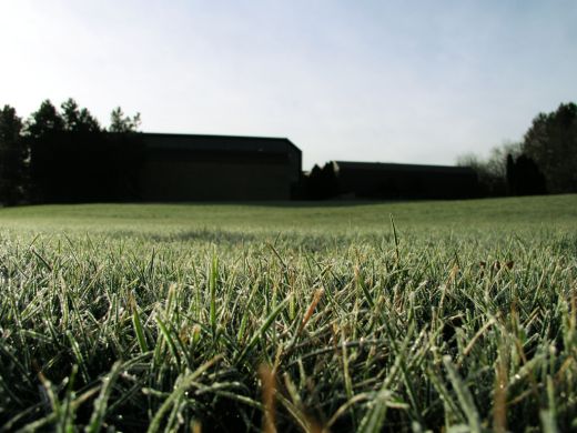 Frosty grass