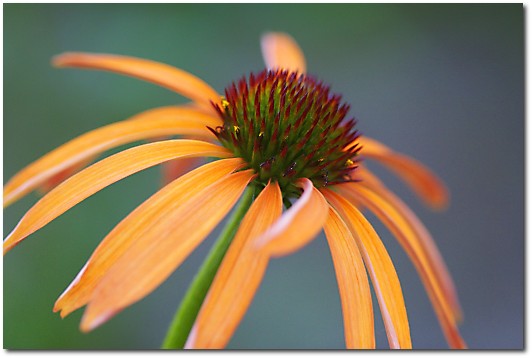 An orange flower