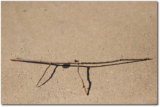 Pi-shaped twig.