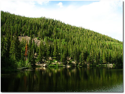 Trees beside lake